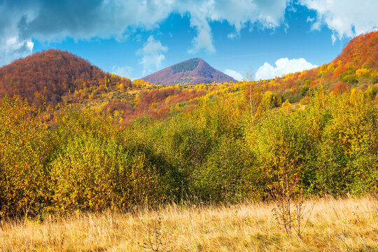 autumnal nature scenery in mountains. birch trees in colorful foliage on the meadow. primeval beech forest in fall foliage on the hill. warm sunny day with fluffy clouds on the sky