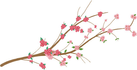 sakura blossom.