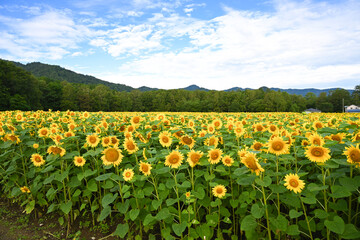 青空に映えるひまわり畑