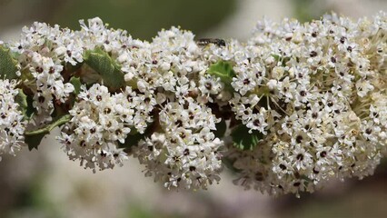 White flowering axillary determinate cymose umbel inflorescences of Ceanothus Perplexans, Rhamnaceae, native monoclinous deciduous shrub in the Volcan Mountains, Peninsular Ranges, Springtime.