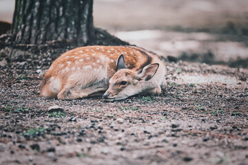 座っている奈良公園の鹿