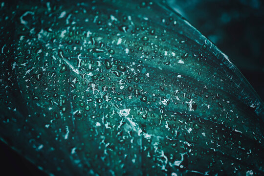 Imagenes De 自然植物梅雨水滴 Descubre Bancos De Fotos Ilustraciones Vectores Y Videos De 6 6 Adobe Stock