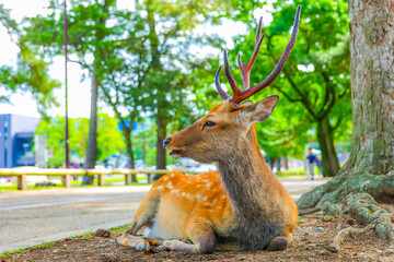 座っている奈良公園の鹿