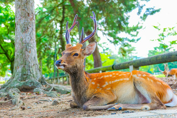 座っている奈良公園の鹿