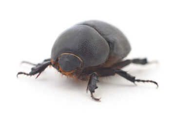 Black beetle isolated.