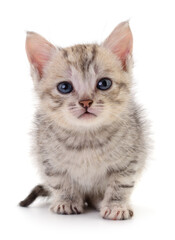 Kitten on white background.