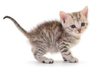 Kitten on white background.