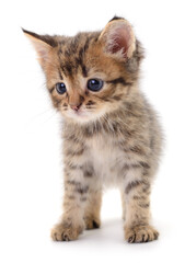 Kitten on white background.