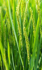 Fototapeta na wymiar green wheat and rice field in summer