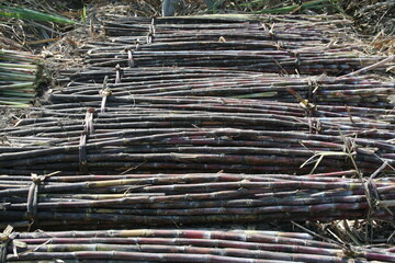 how to harvest sugar cane in the field