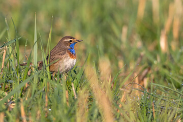 Weißsterniges Blaukehlchen (Luscinia svecica) Männchen