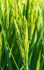 Fototapeta na wymiar green wheat and rice field in summer