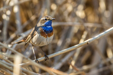 Weißsterniges Blaukehlchen (Luscinia svecica) Männchen
