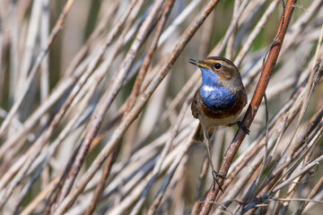 Weißsterniges Blaukehlchen (Luscinia svecica) Männchen