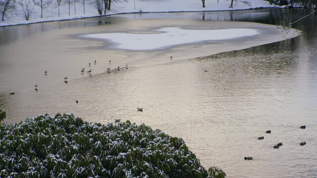 Frogner park pond, with lots of birds, shot on a sunny with clouds, snowy winter day