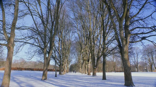 Frogner park in Oslo, Norway, wide tree lane with pedestrians