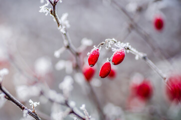 Red rosehip berries on bush in snow. Rosa canina plant