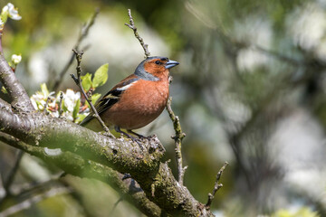 Buchfink (Fringilla coelebs) M&auml;nnchen