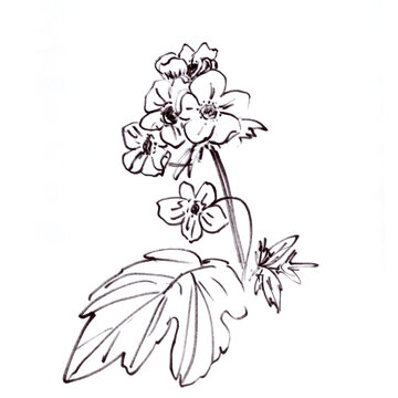 flowering japanese anemone, graphic black and white drawing, botanical sketch