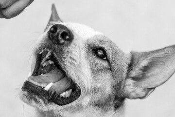 Portrait of a dog going to bite a hand while playing. Black and white.