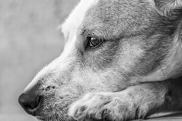 Portrait of a dog lying down, looking with a melancholic appearance. Black and white.