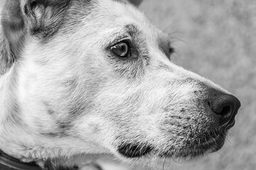 Profile portrait of a dog. Black and white.