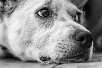 Portrait of a dog lying on the ground with a melancholic look. Black and white.