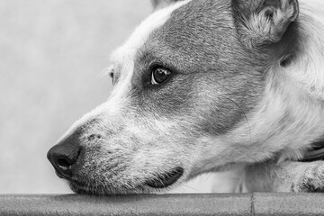 Portrait of a dog with its face resting on a step. Side view. Black and white.