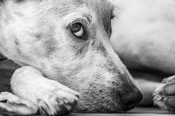 Portrait of a dog lying like a ball while looking at us. Black and white.