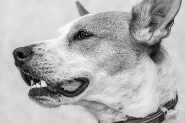Portrait of a dog. Profile view. Black and white.