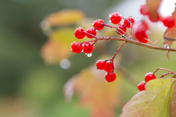 Obraz na płótnie Canvas Bright red viburnum berries on branches in autumn. Medicinal plant.