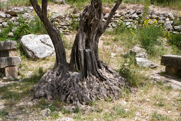 Tronc d'un vieil olivier