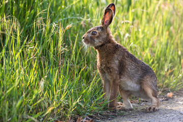 Feldhase (Lepus europaeus)