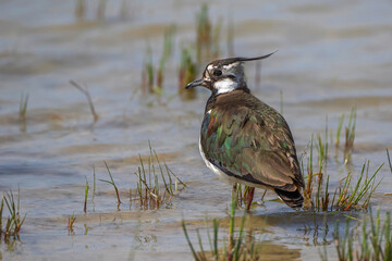 Kiebitz (Vanellus vanellus)