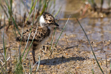 Kiebitz (Vanellus vanellus) Jungvogel