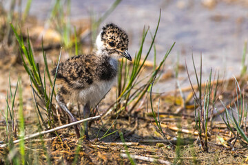 Kiebitz (Vanellus vanellus) Jungvogel