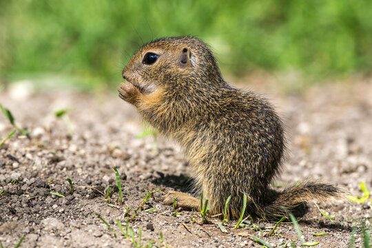 Ziesel (Citellus citellus)