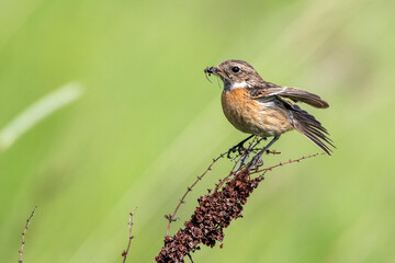 Schwarzkehlchen (Saxicola torquata) Weibchen