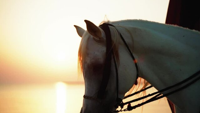 Arabian horse in golden hour in Qatar desert