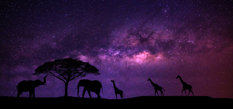 Elephant and herd of giraffes walking towards the trees against the Milky Way background on a blue panoramic night sky, the Milky Way and stars on a dark background. The universe is full of stars, neb