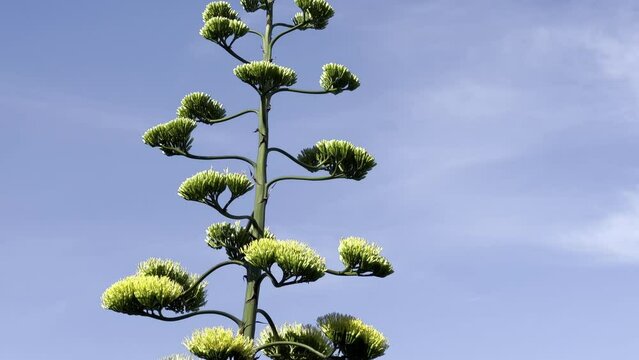 agave americana