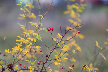 Rosehip bush on which are dry fruits. There are sharp thorns on the branches.