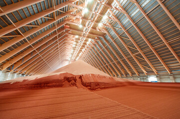 Pouring red phosphate fertilizers on pile in storehouse