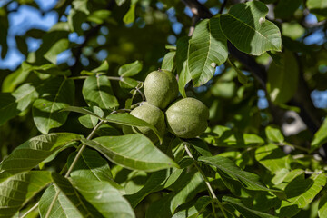Walnuts close up photography, Fruits among the leaves on a branch, polish orchards, healthy polish food, close up photography, Poland