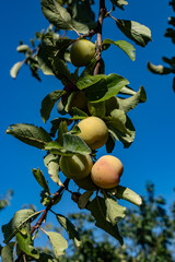 Apricots close up photography, Fruits among the leaves on a branch, polish orchards, healthy polish food, close up photography,  Poland