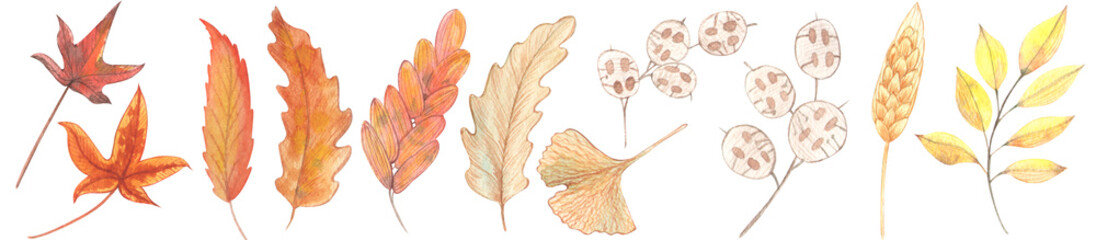 Set of watercolor elements. Leaves and berries hand drawn.