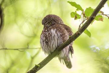 Sperlingskauz (Glaucidium passerinum)