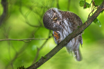 Sperlingskauz (Glaucidium passerinum)