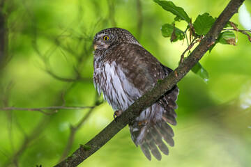 Sperlingskauz (Glaucidium passerinum)