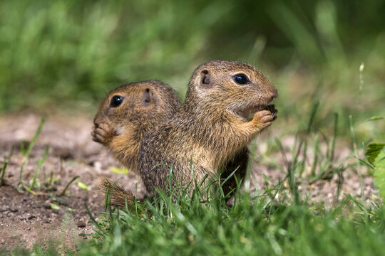 Ziesel (Citellus citellus)